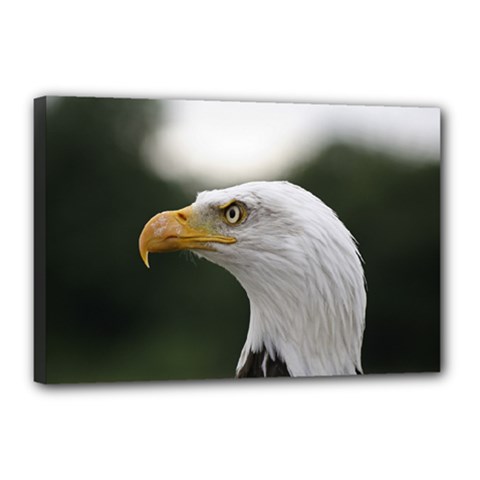 Bald Eagle (1) Canvas 18  X 12  (framed) by smokeart