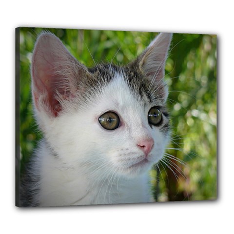 Young Cat Canvas 24  X 20  (framed) by Siebenhuehner