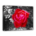 Red Rose Canvas 14  x 11  (Framed) View1