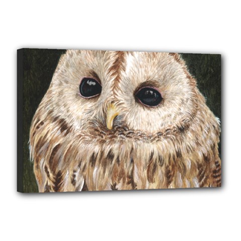 Tawny Owl Canvas 18  X 12  (framed) by TonyaButcher