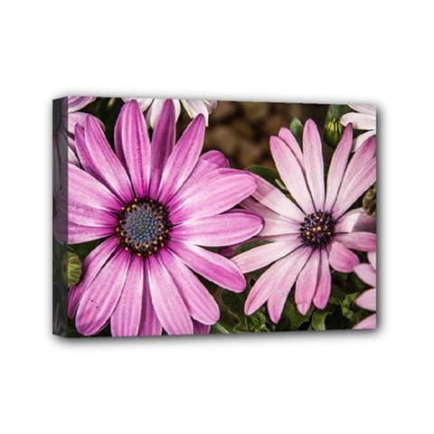 Beautiful Colourful African Daisies  Mini Canvas 7  X 5  by OZMedia