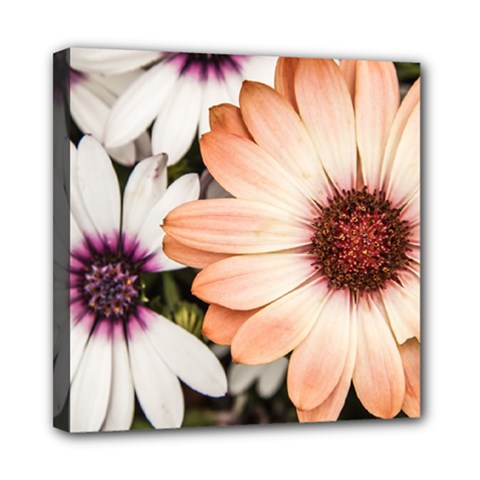 Beautiful Colourful African Daisies Mini Canvas 8  X 8  by OZMedia