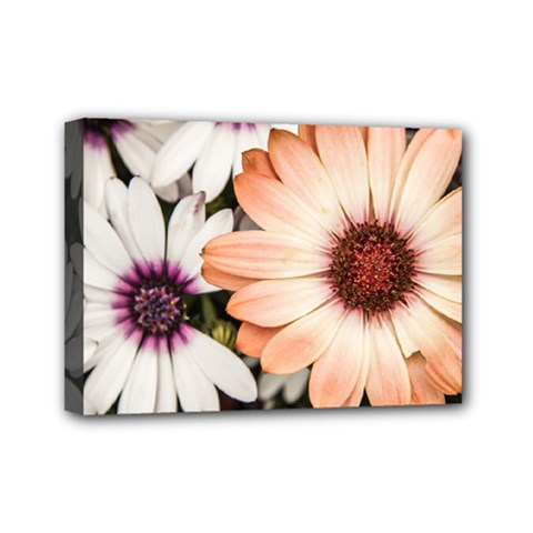 Beautiful Colourful African Daisies Mini Canvas 7  X 5  by OZMedia