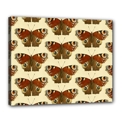 Butterfly Butterflies Insects Canvas 20  X 16  by Amaryn4rt