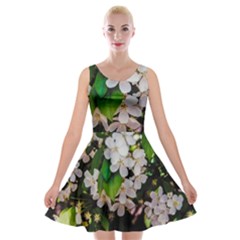 Tree Blossoms Velvet Skater Dress by dawnsiegler