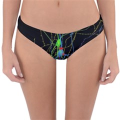 Synaptic Connections Between Pyramida Neurons And Gabaergic Interneurons Were Labeled Biotin During Reversible Hipster Bikini Bottoms by Mariart