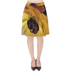 Ranunculus Yellow Orange Blossom Velvet High Waist Skirt by Nexatart