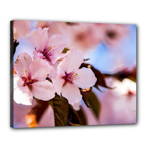 Three Sakura Flowers Canvas 20  X 16  by FunnyCow