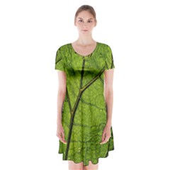 Butterbur Leaf Plant Veins Pattern Short Sleeve V-neck Flare Dress by Sapixe