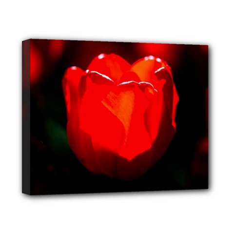 Red Tulip A Bowl Of Fire Canvas 10  X 8  (stretched) by FunnyCow