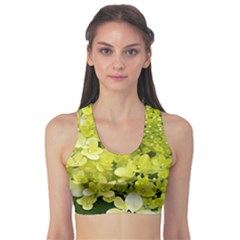 Elegant Chartreuse Green Limelight Hydrangea Macro Sports Bra by myrubiogarden