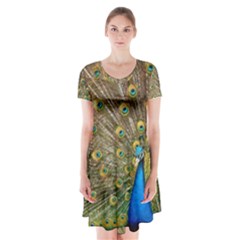 Peacock Plumage Bird Peafowl Short Sleeve V-neck Flare Dress by Wegoenart