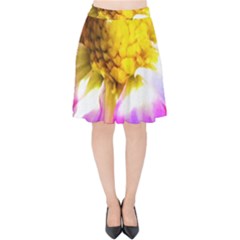 Purple, Pink And White Dahlia With A Bright Yellow Center Velvet High Waist Skirt by myrubiogarden