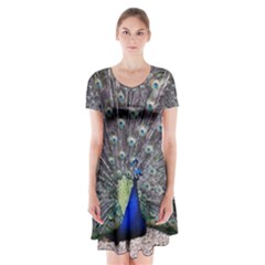 Peacock Bird Feather Plumage Green Short Sleeve V-neck Flare Dress by Wegoenart