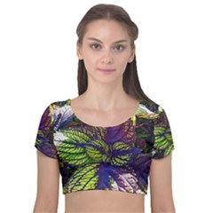 Dark Coleus Velvet Short Sleeve Crop Top  by Riverwoman