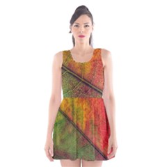 Fall Foliage Color Leaf Veins Scoop Neck Skater Dress by Wegoenart