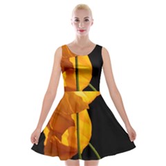 Yellow Poppies Velvet Skater Dress by Audy