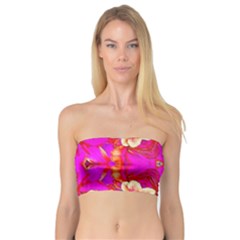 Newdesign Bandeau Top by LW41021