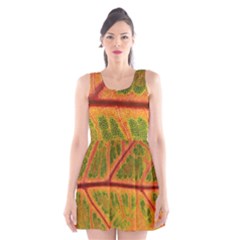 Leaf Veins Texture Autumn Fall Scoop Neck Skater Dress by Wegoenart