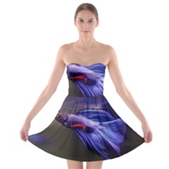 Betta Fish Photo And Wallpaper Cute Betta Fish Pictures Strapless Bra Top Dress by StoreofSuccess