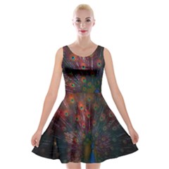 Peacock Feather Bird Velvet Skater Dress by Bedest