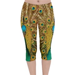 Peacock Feather Bird Peafowl Velvet Capri Leggings  by Cemarart