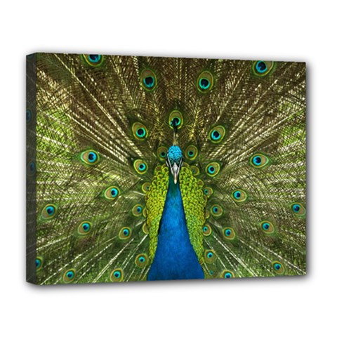 Peacock Feathers Bird Plumage Canvas 14  X 11  (stretched) by Perong