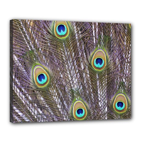 Peacock Bird Feathers Plumage Peacock Canvas 20  X 16  (stretched) by Perong