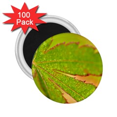 Leaf 2 25  Button Magnet (100 Pack) by Siebenhuehner