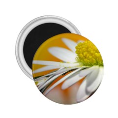 Daisy With Drops 2 25  Button Magnet by Siebenhuehner