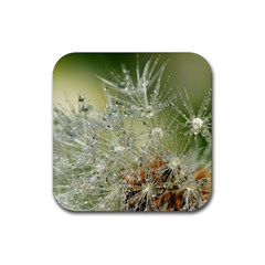 Dandelion Drink Coaster (square) by Siebenhuehner