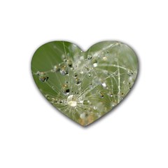 Dandelion Drink Coasters 4 Pack (heart)  by Siebenhuehner