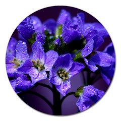 Cuckoo Flower Magnet 5  (round) by Siebenhuehner