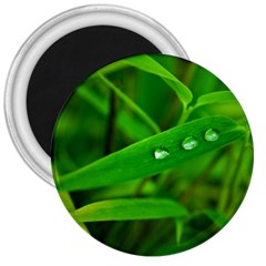 Bamboo Leaf With Drops 3  Button Magnet by Siebenhuehner