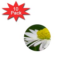 Daisy With Drops 1  Mini Button Magnet (10 Pack) by Siebenhuehner