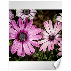 Beautiful Colourful African Daisies  Canvas 12  X 16   by OZMedia