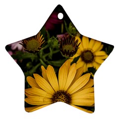 Beautiful Colourful African Daisies  Ornament (star)  by OZMedia