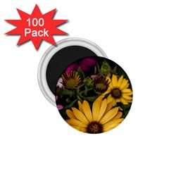 Beautiful Colourful African Daisies  1 75  Magnets (100 Pack)  by OZMedia