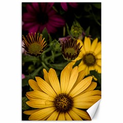 Beautiful Colourful African Daisies  Canvas 24  X 36  by OZMedia