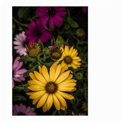 Beautiful Colourful African Daisies  Small Garden Flag (two Sides) by OZMedia