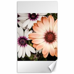 Beautiful Colourful African Daisies Canvas 40  X 72   by OZMedia