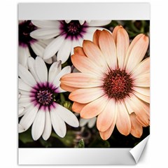 Beautiful Colourful African Daisies Canvas 11  X 14   by OZMedia