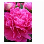 PAEONIA ELEANOR Small Garden Flag (Two Sides) Front