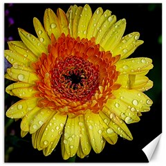 Yellow Flower Close Up Canvas 16  X 16   by MichaelMoriartyPhotography