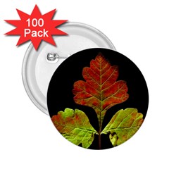 Autumn Beauty 2 25  Buttons (100 Pack)  by Nexatart