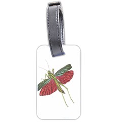 Grasshopper Insect Animal Isolated Luggage Tags (two Sides) by Nexatart