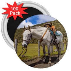 White Horse Tied Up At Cotopaxi National Park Ecuador 3  Magnets (100 Pack) by dflcprints