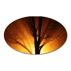 Rays Of Light Tree In Fog At Night Oval Magnet by Amaryn4rt