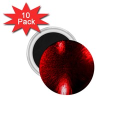 Box Lights Red Plaid 1 75  Magnets (10 Pack)  by Mariart