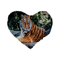 Animal Big Cat Safari Tiger Standard 16  Premium Heart Shape Cushions by Celenk